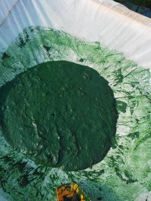 GSPremium Spirulina mother culture Seed