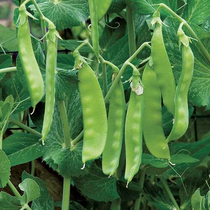 CYBEXIS NBIR-8 - Oregon Sugar Pod II Snow Pea - (900 Seeds) Seed