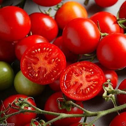 Biosnyg Campari Tomato Sweet Low Acidity! Seed