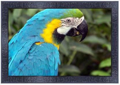 pnf Parrot Wall Painting Synthetic frame with Acrylic Sheet (Glass)3627 Digital Reprint 10.25 inch x 13.75 inch Painting
