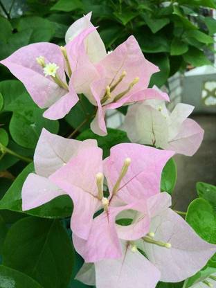 Rainbow Garden Bougainvillea Plant