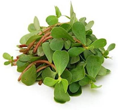 XOLDA Organic Kulfa Purslane Seed