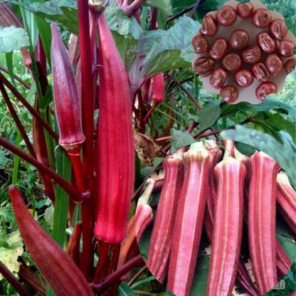 MKR Enterprises Lady Finger Seed