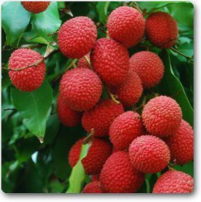 JRYU Lychee Seeds For Home Garden Seed
