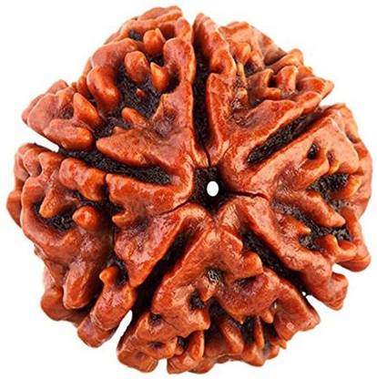 Jaipur Gemological Lab 5 Mukhi Original Rudraksha with Certificated Wood Pendant