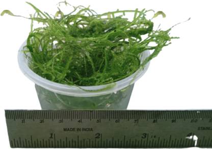 Mf aquatic plants Java Moss Coconut Cave