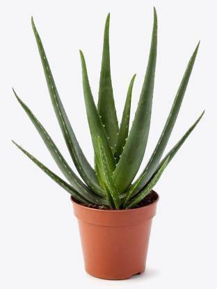 SUNIL KUMAR SISODIYA Aloe Vera Plant