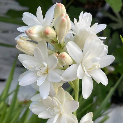 JR GLOBLE Jasmine Plant