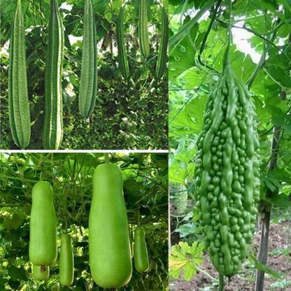 Aywal Ridge Gourd/ Bottle Gourd/Bitter Gourd Seed