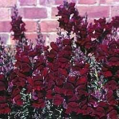 DROXTY ™ PAU-783-"Black Prince" Snapdragon Flower Seeds/Antirrhinum/Deer Resistant Seed
