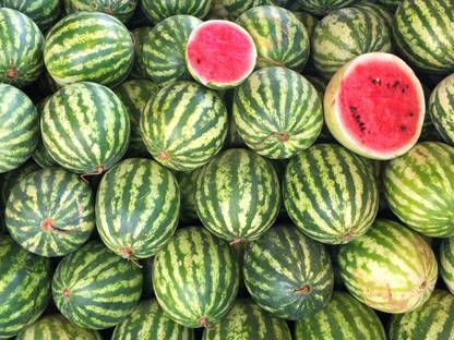 SEEDS EVOLUTION Water melon tarbuj kalinger 30 seeds high germination seeds with instruction Seed