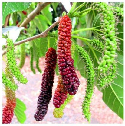 SEEDS EVOLUTION Mulberry Sahtoot 100 seeds pack with 100 gm cocopeat and user manaul Seed