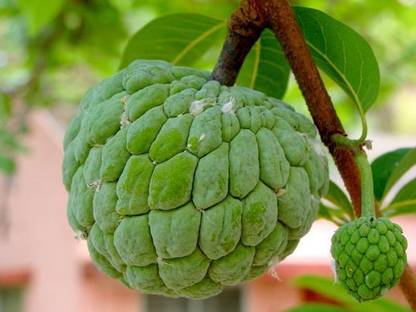 SEEDS EVOLUTION Custard apple Shalifa fruit 20 seeds pack with 50 gm cocopeat snd user manual Seed