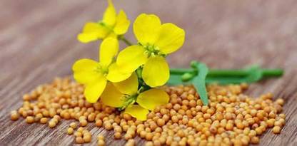 SEEDS EVOLUTION white mustard sarso 5 gram pack seeds pack with user manaul Seed