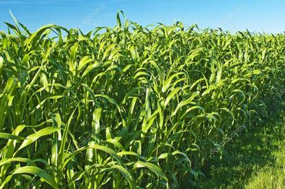 wequality Cow eating grass seeds, Seeds for cow eating grass, Best cow grass seeds Seed
