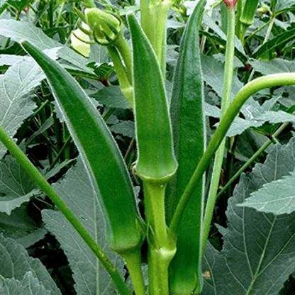 MKR Enterprises Okra Seed