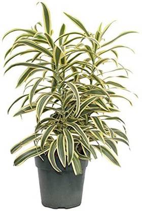 green paradise Dracaena Plant