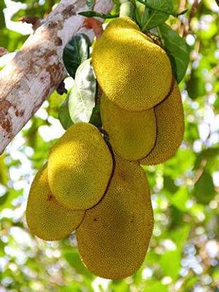 My Dream Nursery Jack Fruit Plant