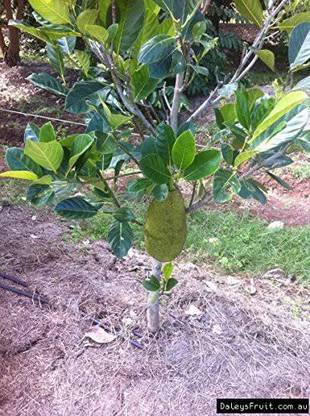 Rainbow Garden Jack Fruit Plant