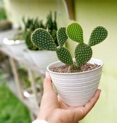 plantsouk Moon Cactus Plant