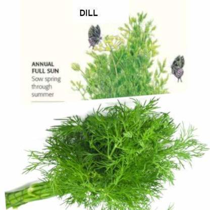 Biosnyg Quality Dill Herb Seeds 1000 Seeds Seed