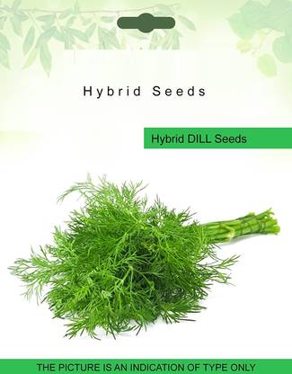 Biosnyg Dill Herb Seeds 10gm Seeds Seed