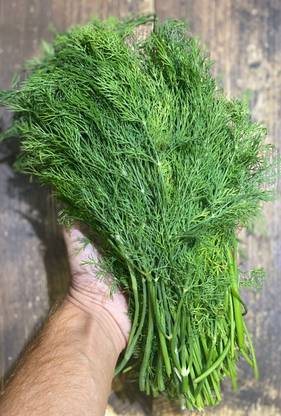 XOLDA Organic Soya Dill Plant Seed