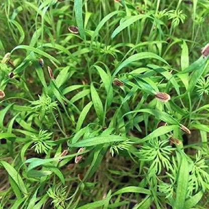 ActrovaX Microgreens Dill Imported Leaf Sprout [500 Seeds] Seed