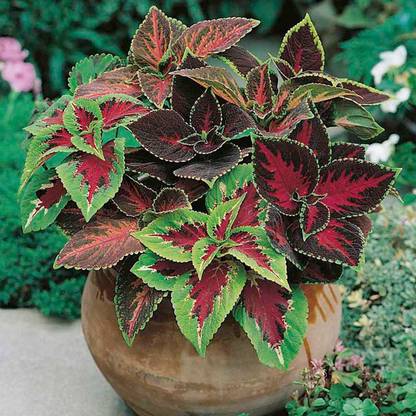 XOLDA Exotic Coleus Rainbow Mix Seed