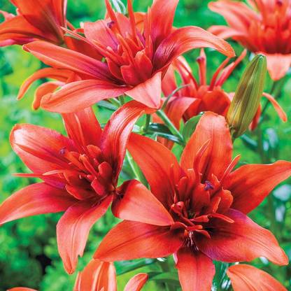 ANGIOOUTLETS Asiatic lily Red Flower Bulb Pack Of 1 Flowers Bulbs + 1 Bulb Free, Blomming Seed