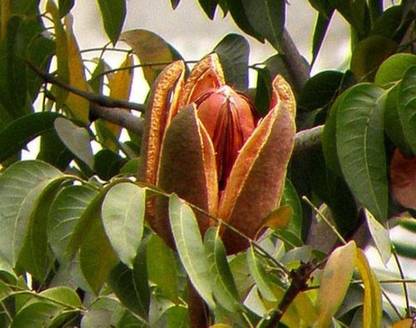 VINAYAK HERBALS SKY FRUITS Seed