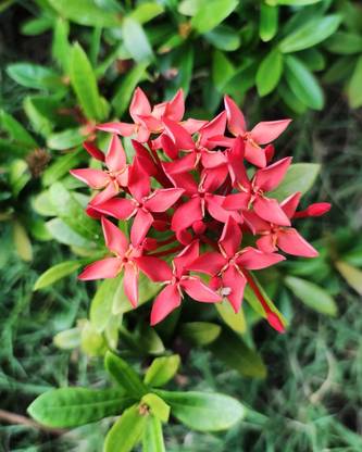 Mohomaya Trothic Ixora/Chethi Plant