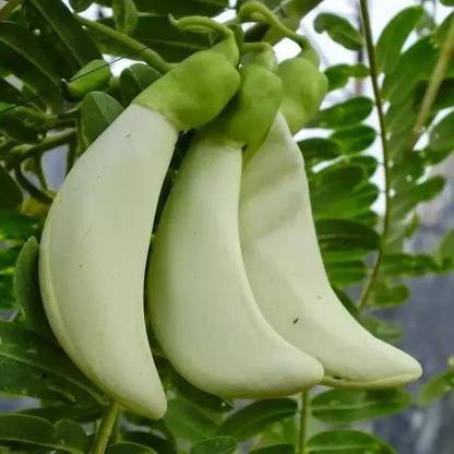 My Dream Nursery Bonesetter Plant