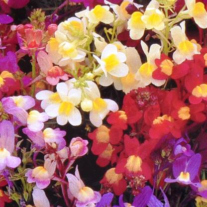 Sutton Seeds Linaria Seed