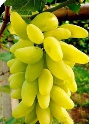 Chalisa Grapes, Fruits, seeds, Green Grapes Seed