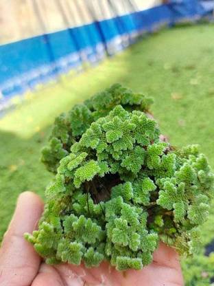 MotherEaarth Azolla Seed