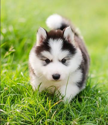 Cute Siberian Husky dog Poster Multicolor Photo Print Poster Photographic Paper