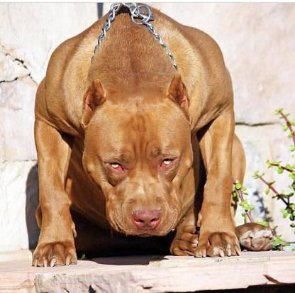 Cute American Pit Bull Terrier Dog Multicolour Photo Paper Print Poster Photographic Paper