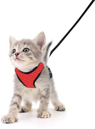 BODY BUILDING Red Cat Harness Cat Harness & Leash
