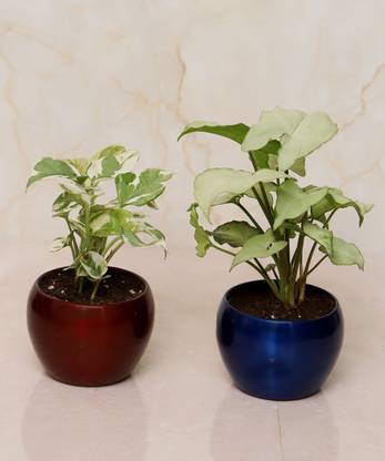 Vibrant Green Pothos Plant