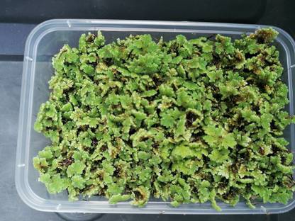 Newworld Azolla Seed