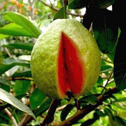 Chalisa Guava, seeds, Fruit Seed