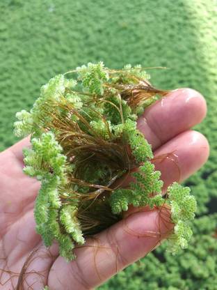 PLANTBEES Azolla Seed