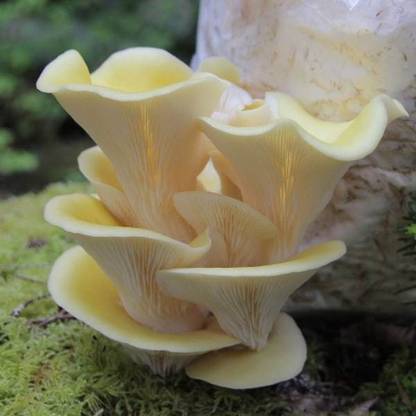 Arko Oyster Mushroom Spawn/Seeds Edible CO2 Variety 200g Seed