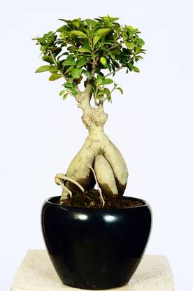 Dwarf Forest Ficus Bonsai Plant