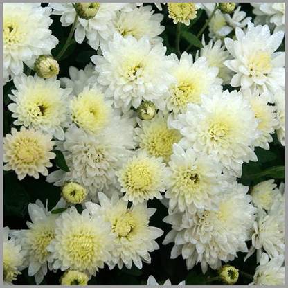 CYBEXIS Chrysanthemum (White Color) Flower Seeds Seed