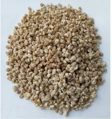 Arko ®Oyster Mushroom Spawn Seed