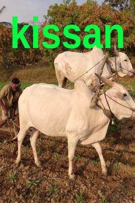 Kissan