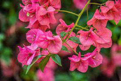 Corofitam Bougainvillea Plant