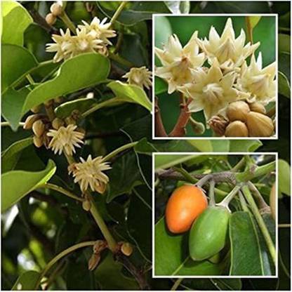 AloGardening Bakul/Mimusops Elengi Wood Seed